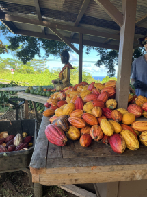Self Sustainability Tropical Estate & Cacao Farm